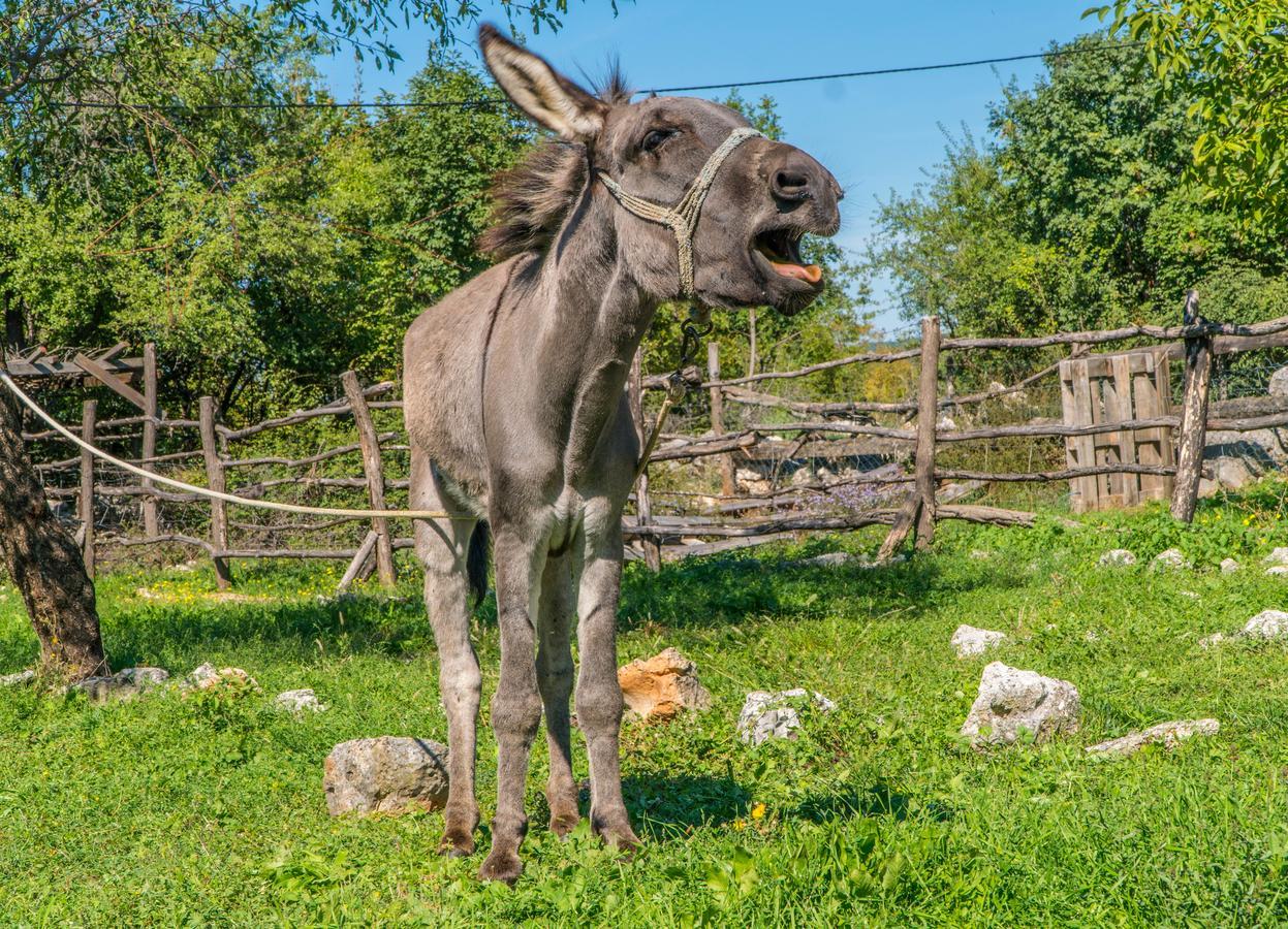 Agroturizam Duvancic - Konoba Dida Marka Drnis Exterior photo